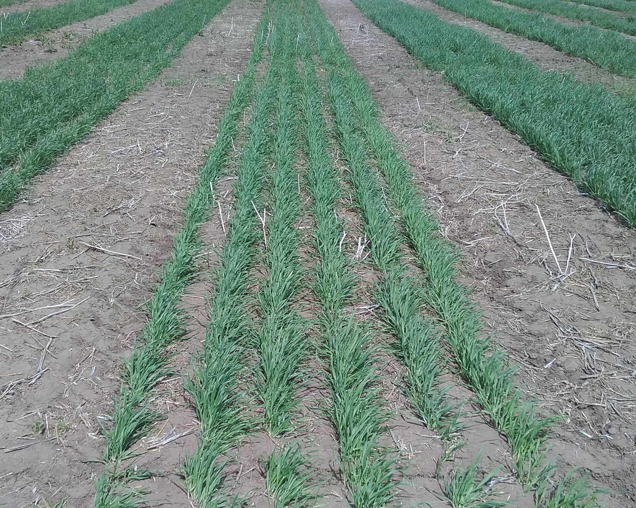 How Rolling Barley For Silage Can Affect Yield